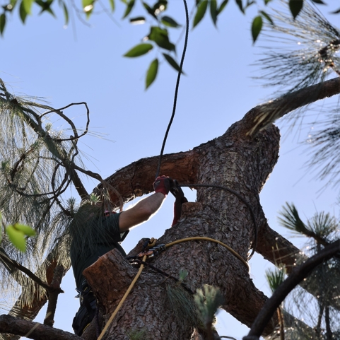 Cornwell Tree Removal and Testimonial